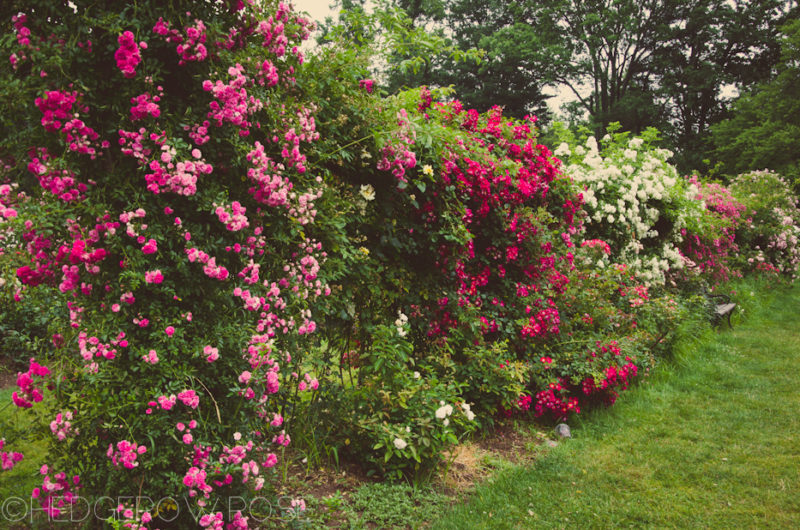 Elizabeth Park Rose Garden in Hartford, Connecticut – Hedgerow Rose®