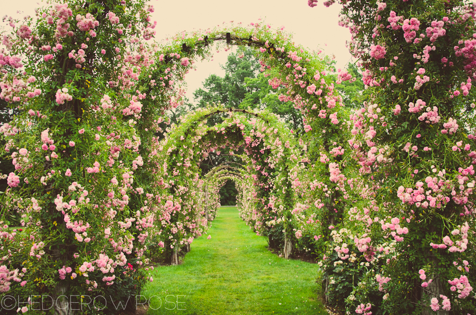 Elizabeth Park Rose Garden in Hartford, Connecticut