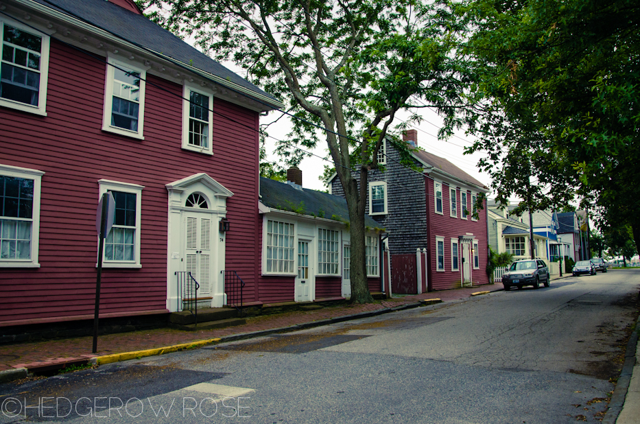 Historic Newport 4 | Hedgerow Rose