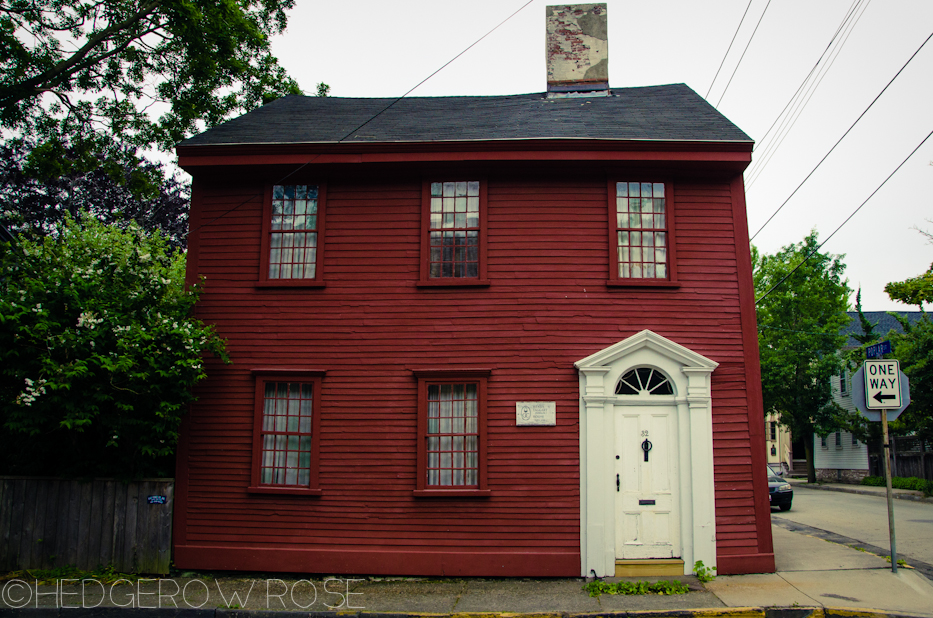 Historic Newport 7 | Hedgerow Rose