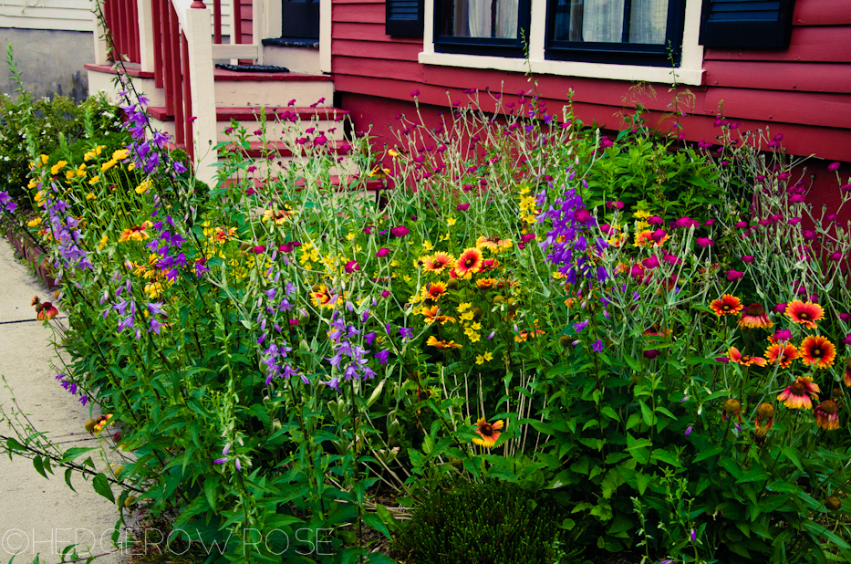 Historic Newport cottage garden | Hedgerow Rose