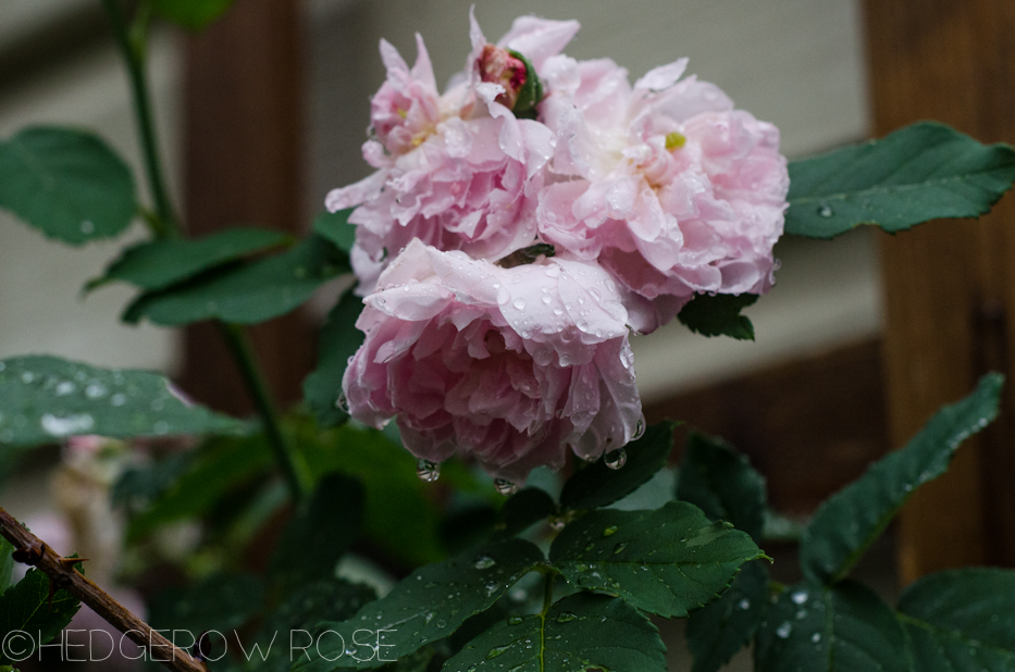 Meanwhile In Our Garden Let S Talk Rose Midge Hedgerow Rose