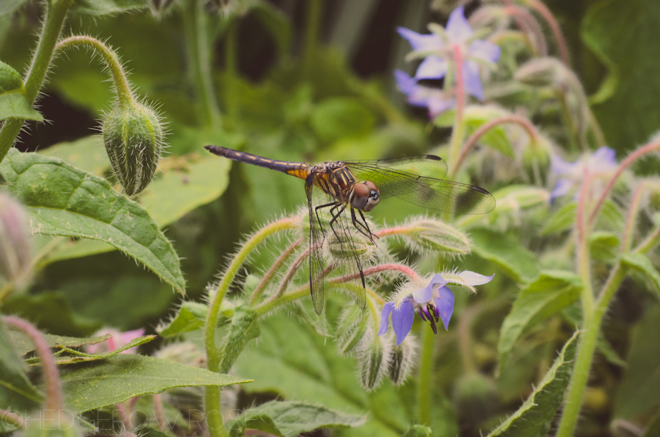 dragonfly on borage leaves