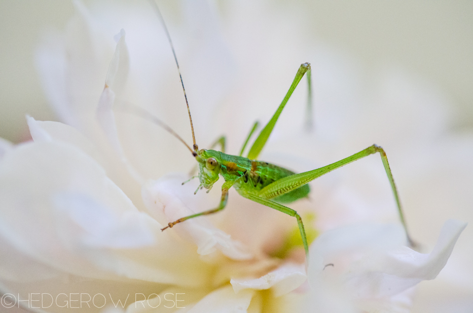 grasshopper on rose