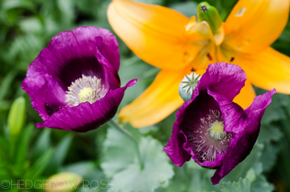 lilies and poppies