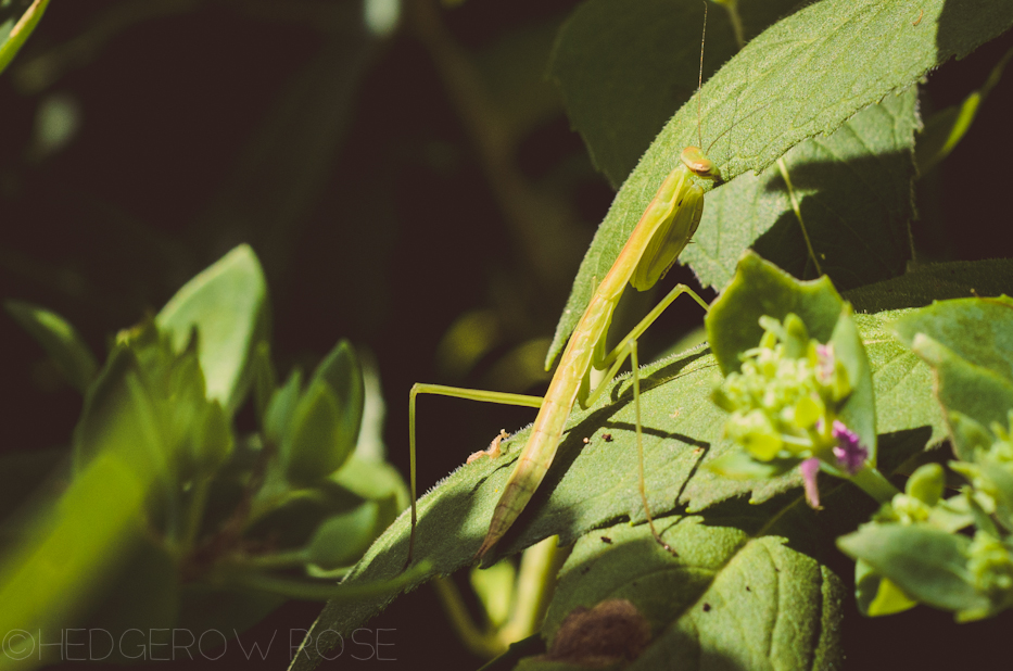 praying mantis 2013