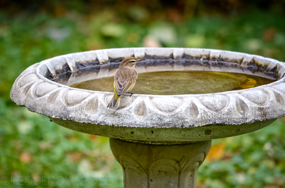 songbird at the birdbath