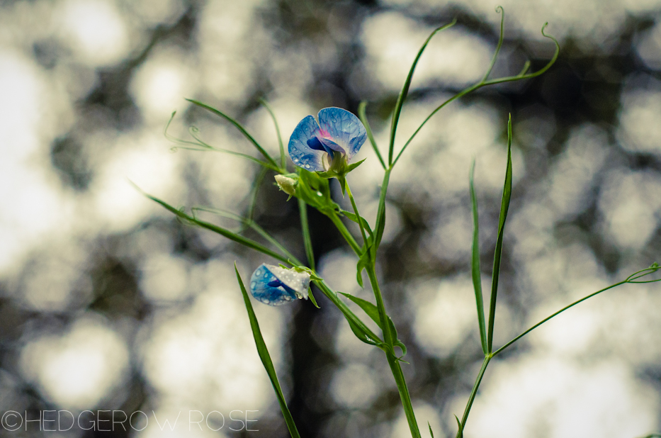 species sweet pea