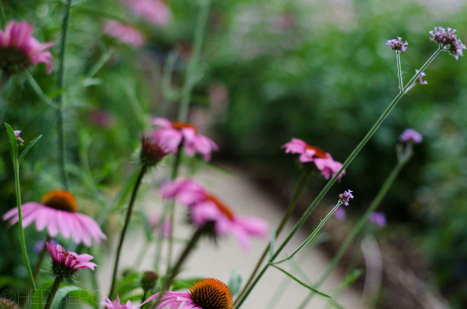 verbena and coneflower 2013