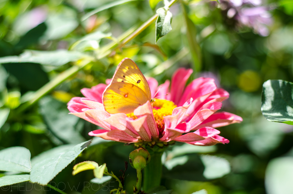 yellow sulfur butterfly 2013