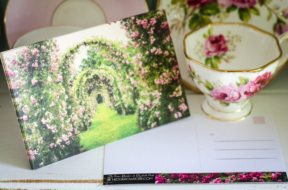 Fairy Tale Rose Garden Postcards | Hedgerow Rose_