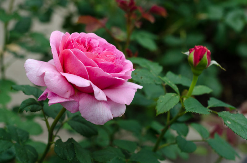 Introducing ‘Princess Alexandra of Kent’ David Austin Rose – Hedgerow Rose®