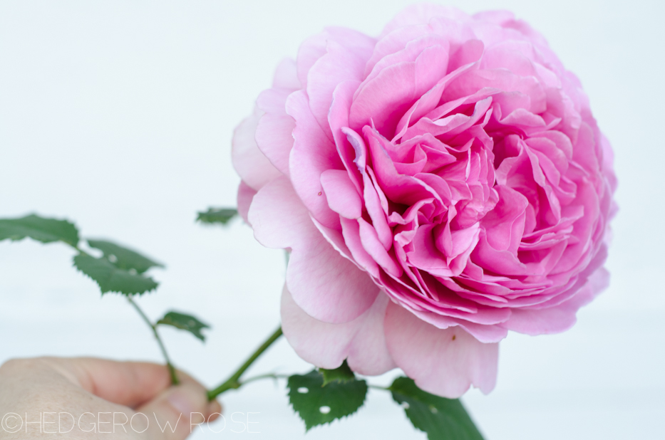 Princess Alexandra of Kent rose in June 2013 1