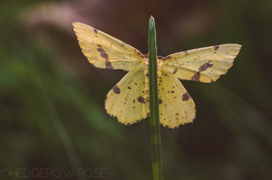 Xanthotype urticaria | Hedgerow Rose