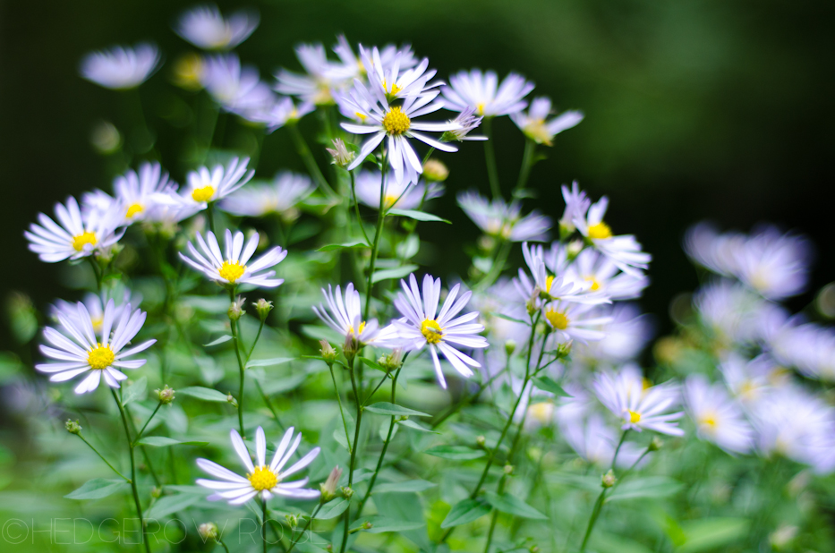 aster in mom's garden