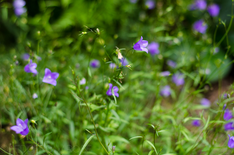 campanula in mom's garden