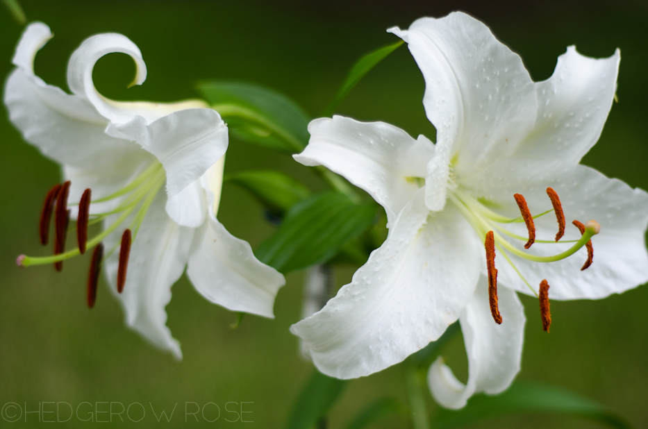 casablanca lilies