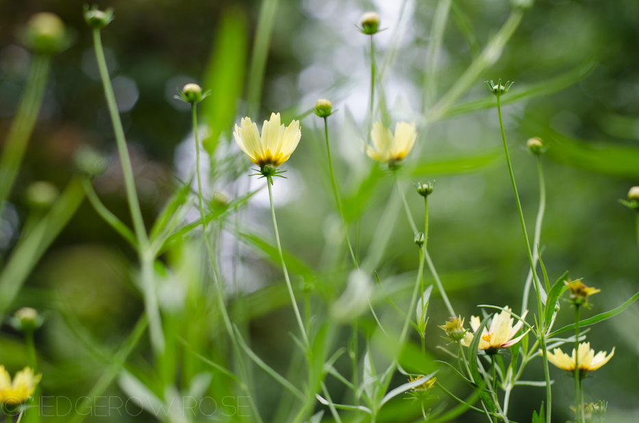 coreopsis