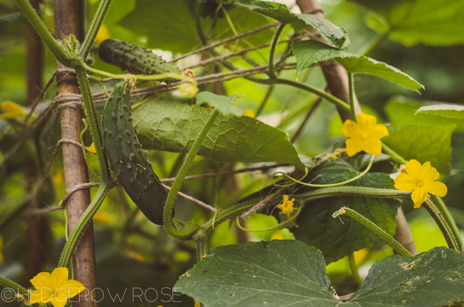 cucumbers in july