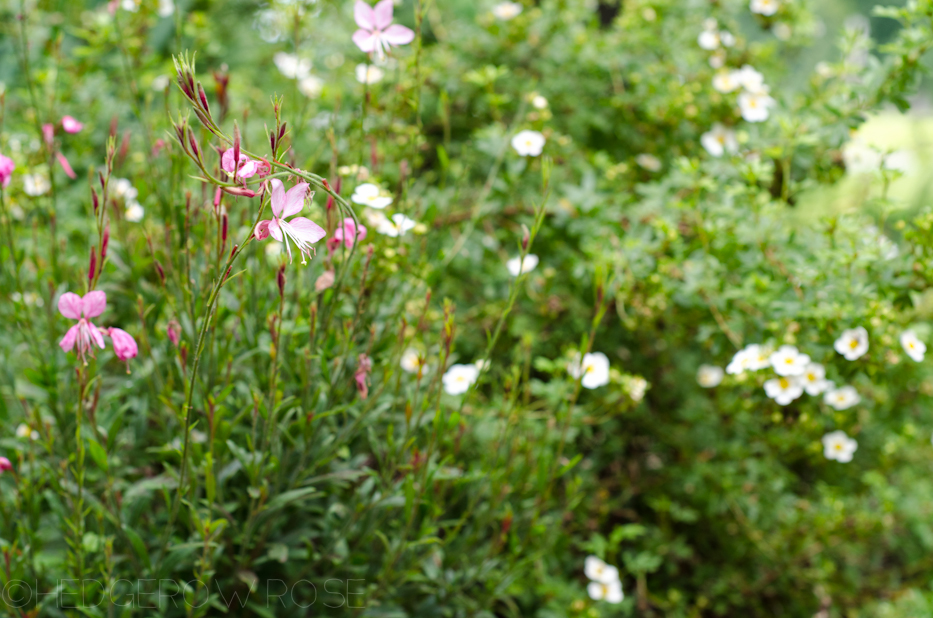 gaura and potentilla