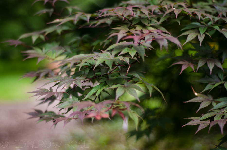 japanese maple