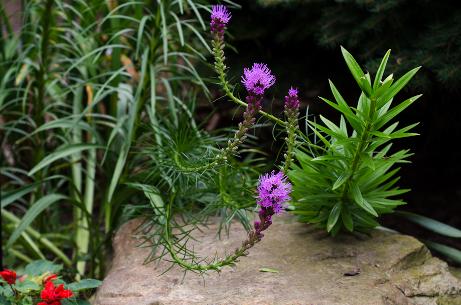 liatris