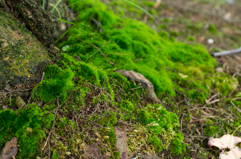 moss