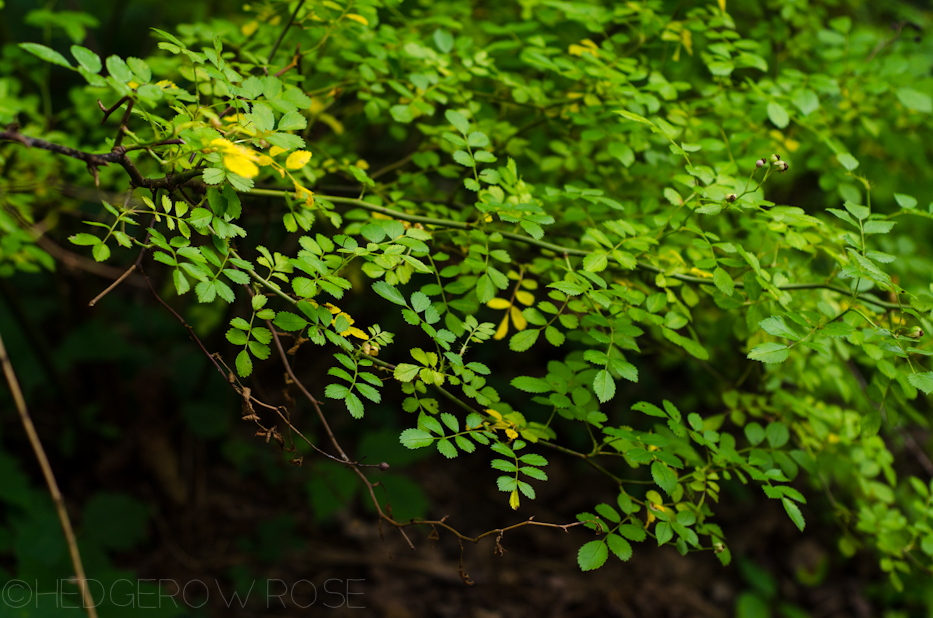 rosa multiflora