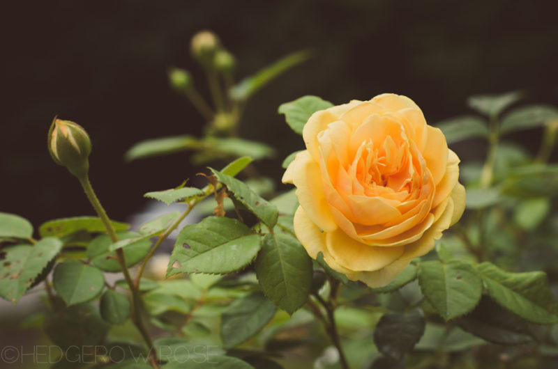 A Woodland Ohio Garden – Hedgerow Rose®