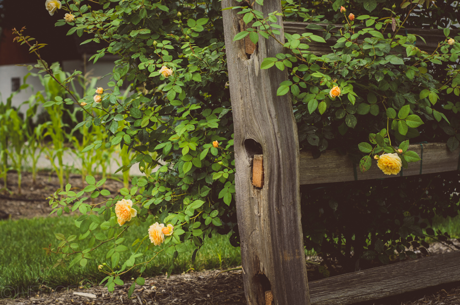 teasing georgia rose and veggie garden