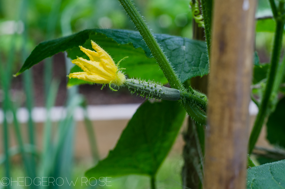 tiny cuke