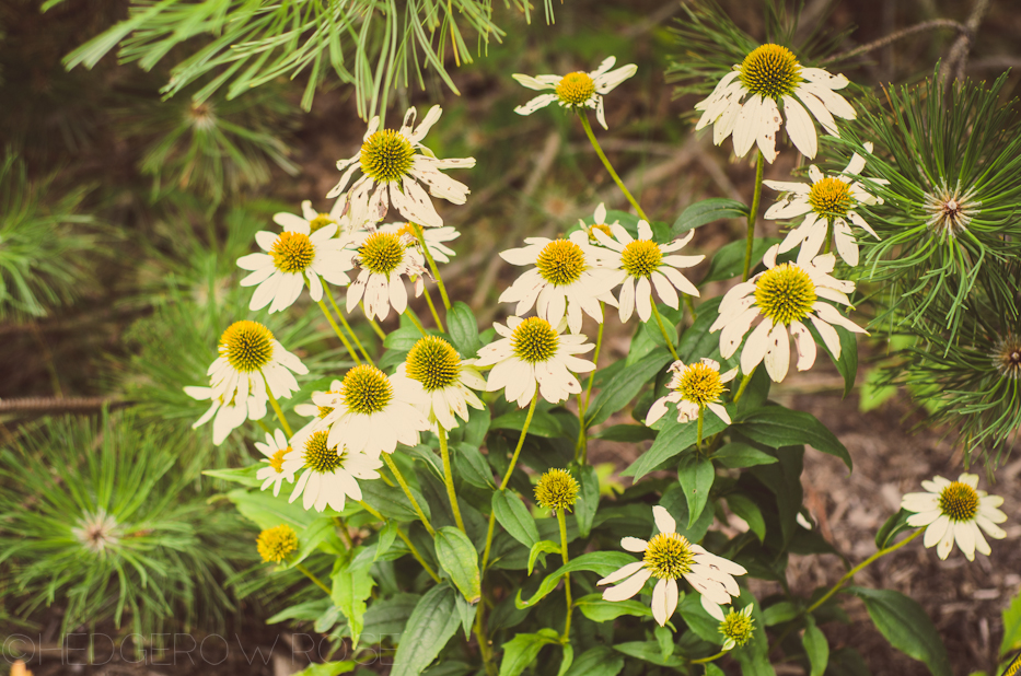 white echinacea and white pine