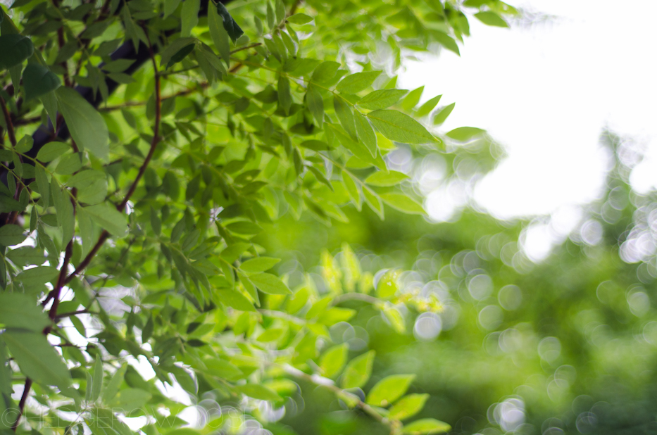 wisteria leaves