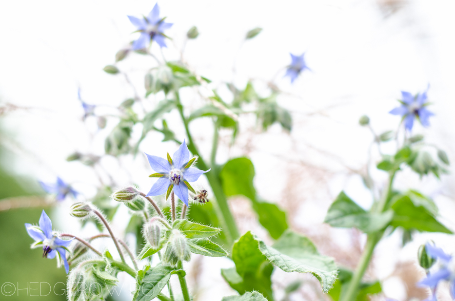 Borage 9-19-1