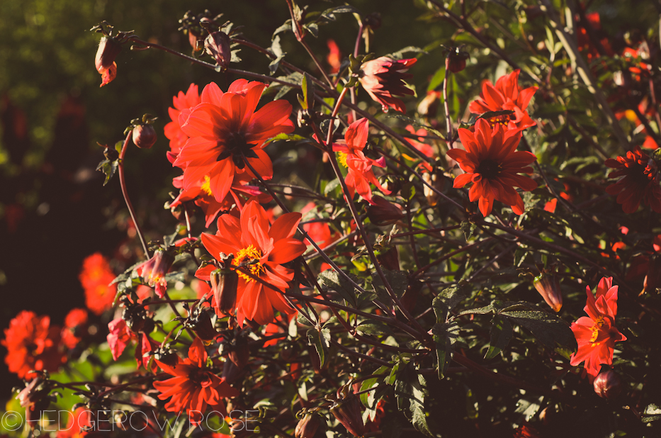 Dahlia ‘Bishop of Llandaff’ 9-19-1