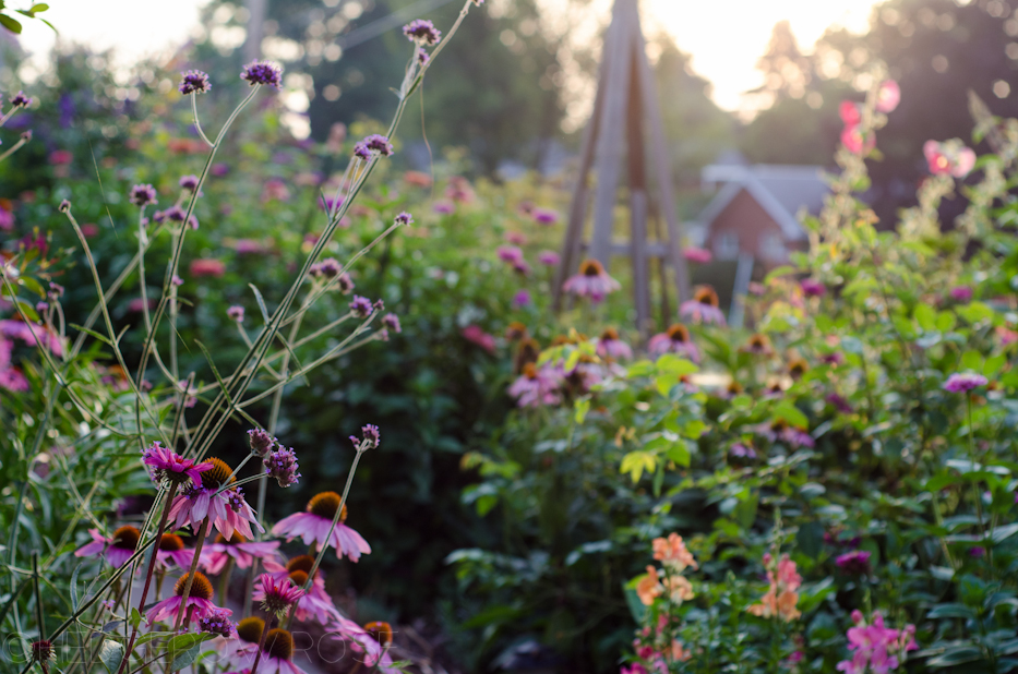 Garden at sunrise | Hedgerow Rose- These Days