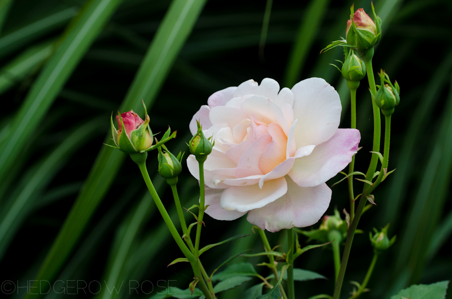 Gruss an Aachen | Hedgerow Rose- These Days