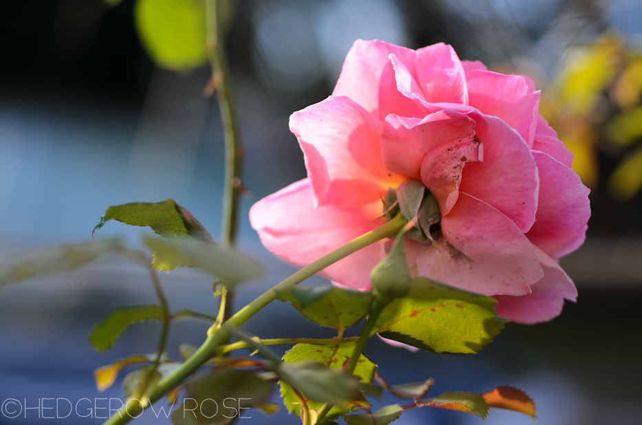 Heart Shaped Rose | Princess Alexandra of Kent 2 | Hedgerow Rose