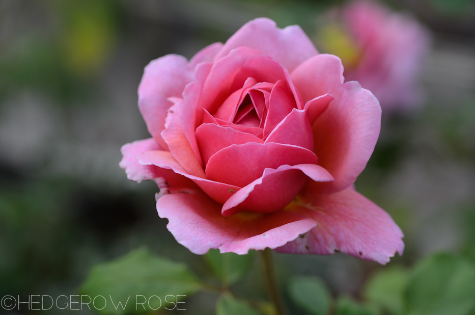 Heart Shaped Rose | Princess Alexandra of Kent 3 | Hedgerow Rose