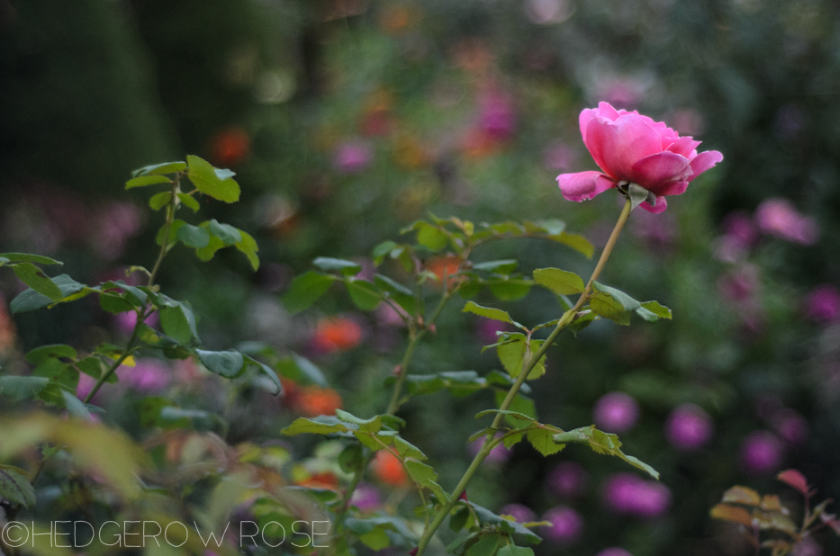 Heart Shaped Rose | Princess Alexandra of Kent 4 | Hedgerow Rose