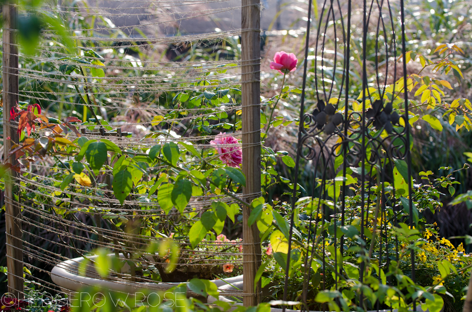 Heart Shaped Rose | Princess Alexandra of Kent 5 | Hedgerow Rose