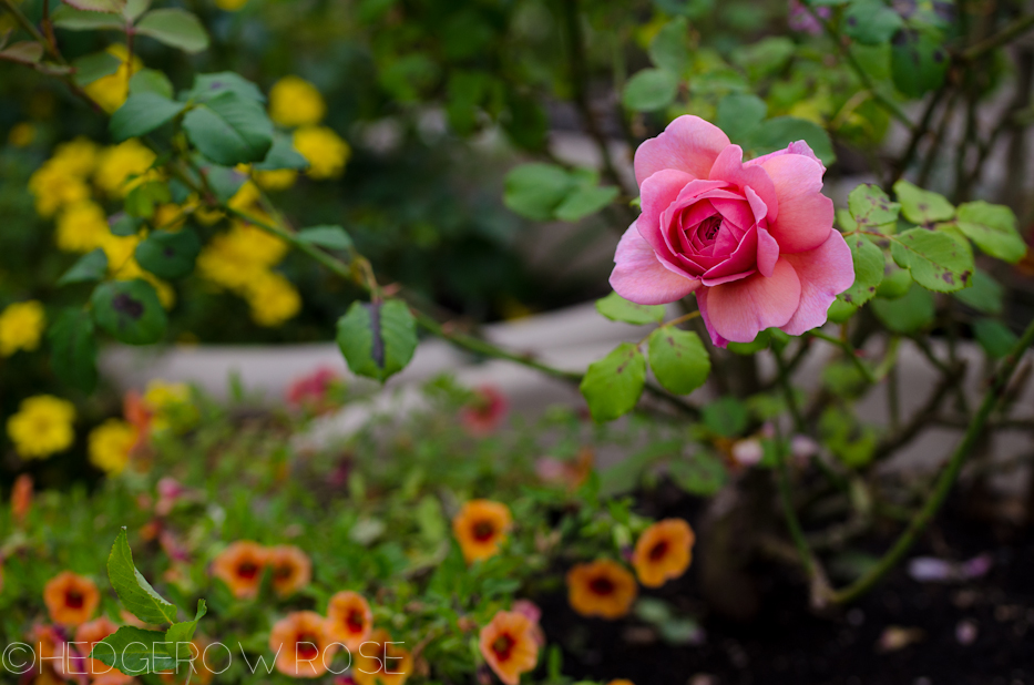 Heart Shaped Rose | Princess Alexandra of Kent 6 | Hedgerow Rose