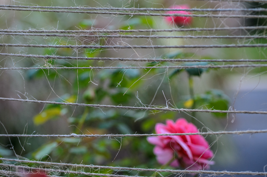 Heart Shaped Rose | Princess Alexandra of Kent 7 | Hedgerow Rose