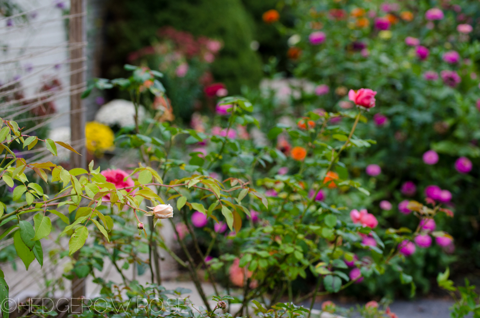 Heart Shaped Rose | Princess Alexandra of Kent 8 | Hedgerow Rose