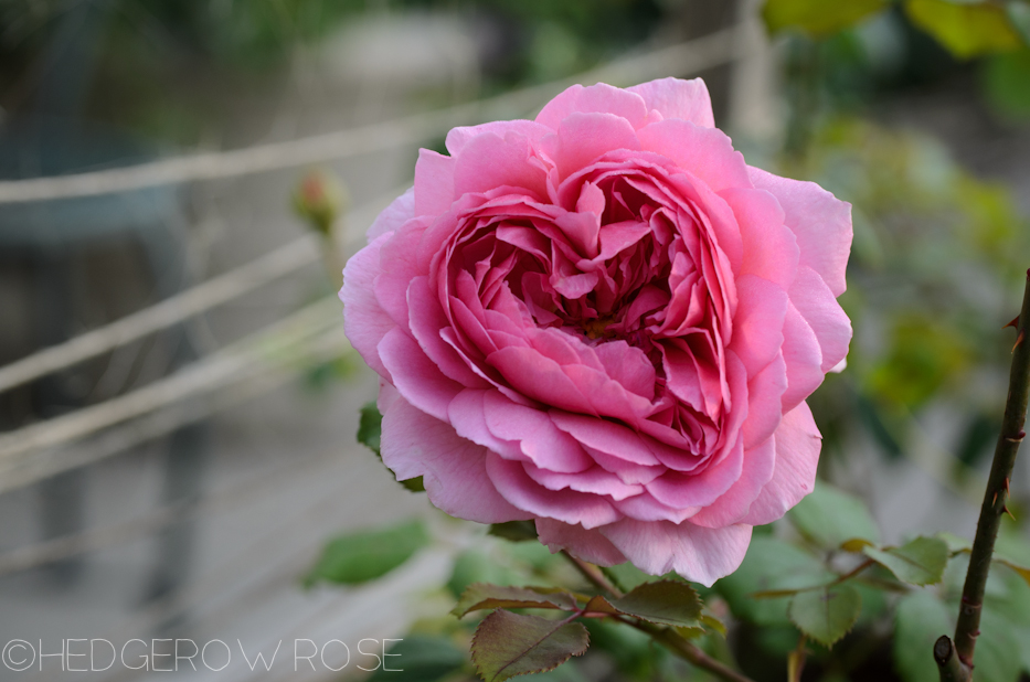 Heart Shaped Rose | Princess Alexandra of Kent | Hedgerow Rose