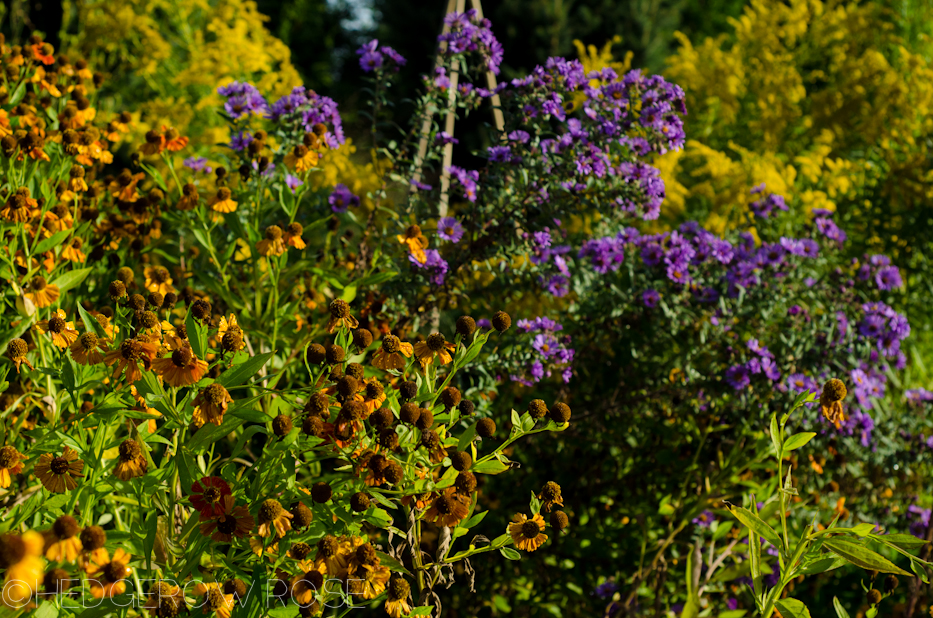 Helenium, Aster, Goldenrod 9-19-1