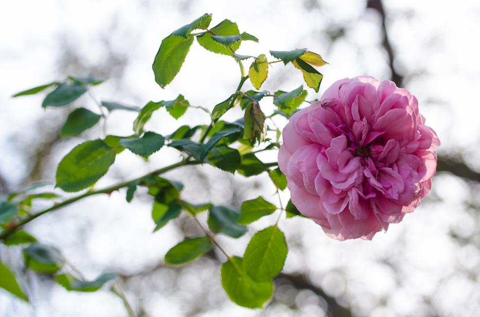 Princess Alexandra of Kent | Hedgerow Rose- These Days