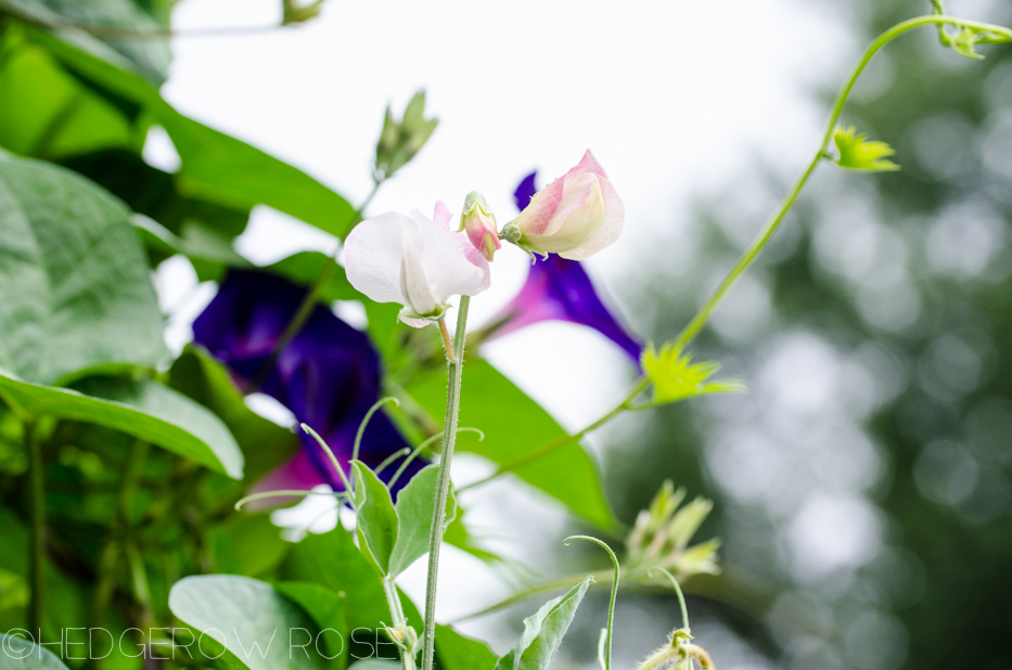 Sweet Peas and Morning Glories | Hedgerow Rose- These Days