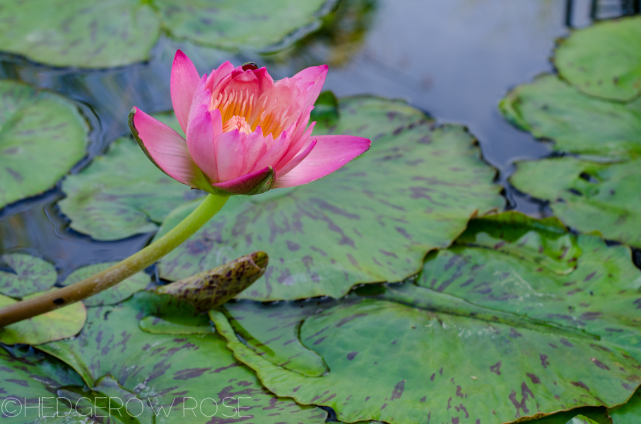 pink water lily 9-19-1