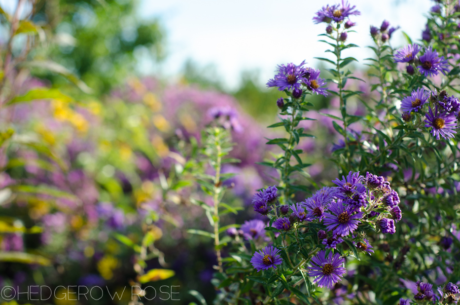 purple aster 9-19-2